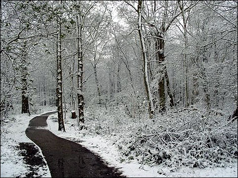 Winter’s walk…. Thrive
