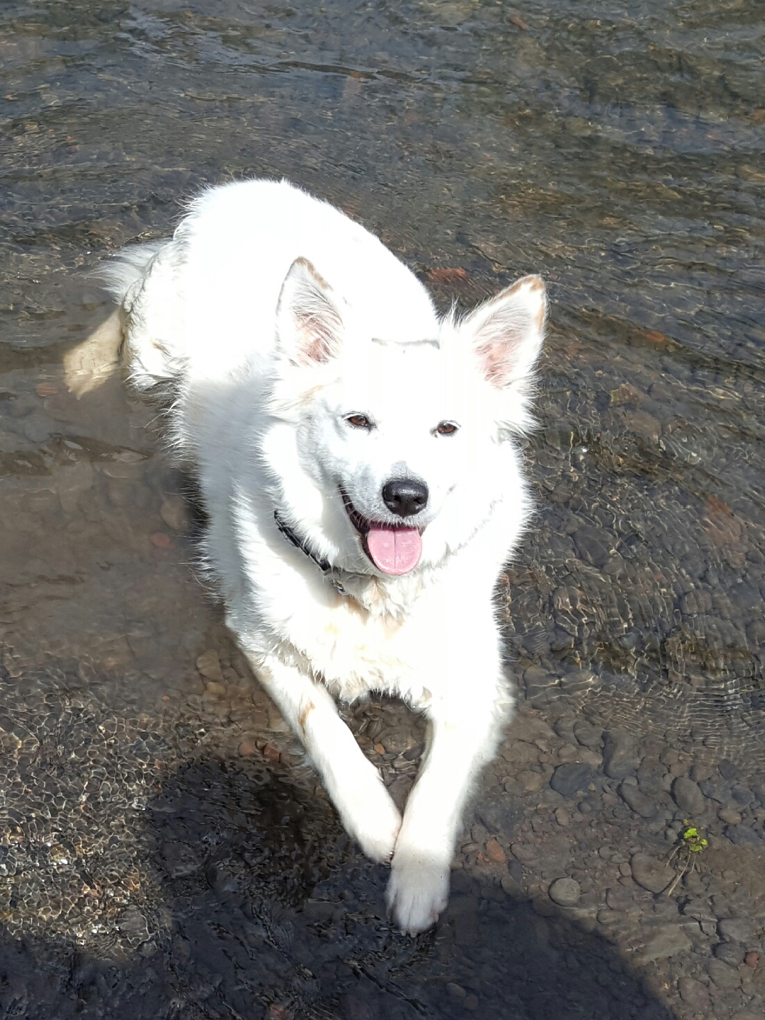 Peppermint… Snow’s pup